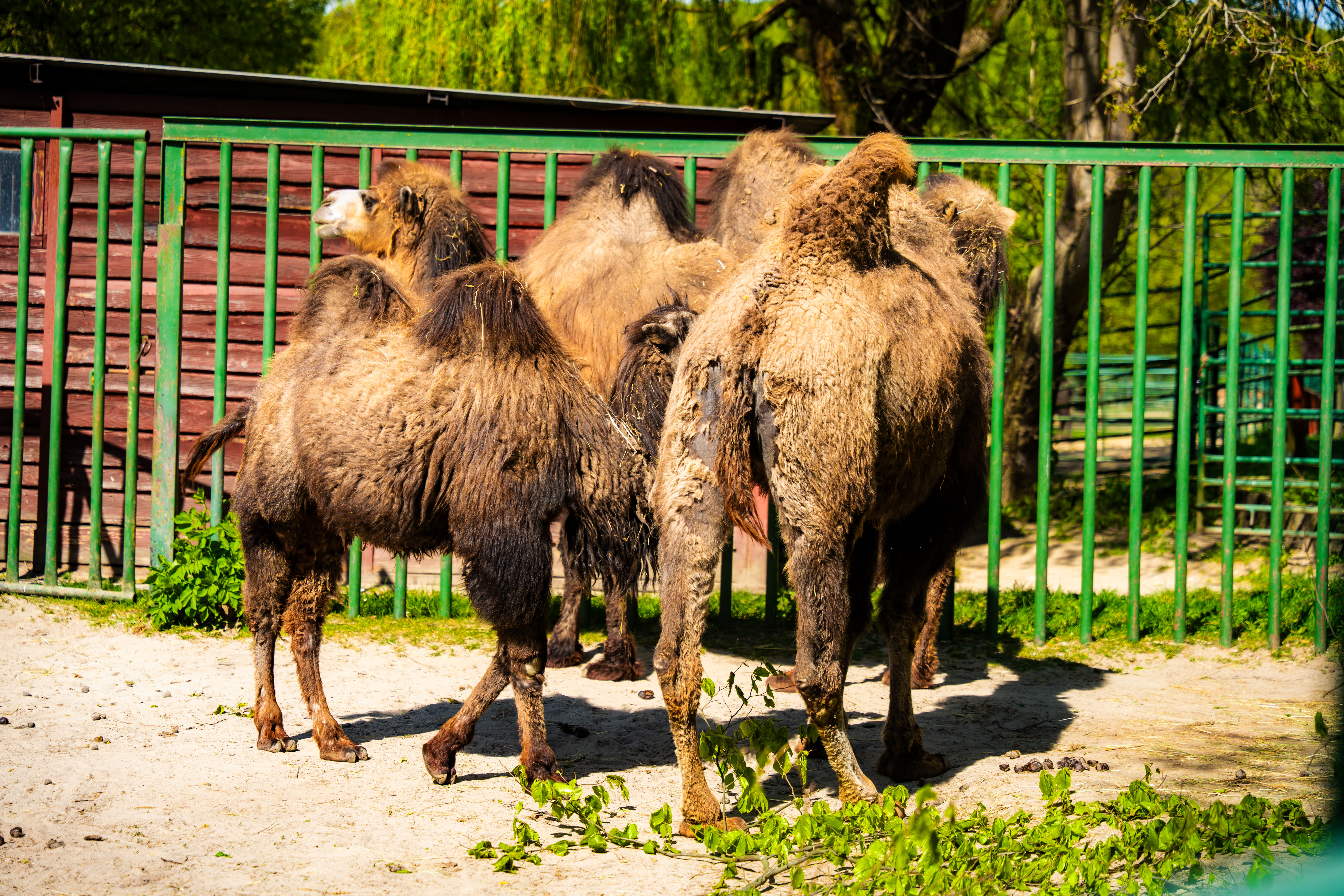 Den Zeme v Kosickej ZOO-1-33